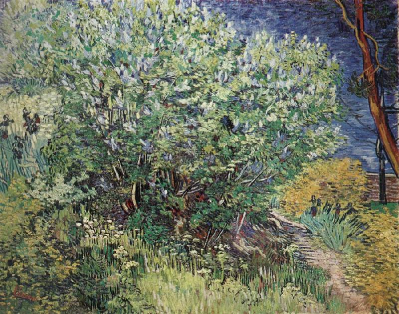 Vincent Van Gogh The Bush oil painting picture